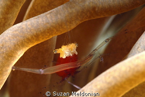 Popcorn Shrimp by Suzan Meldonian 